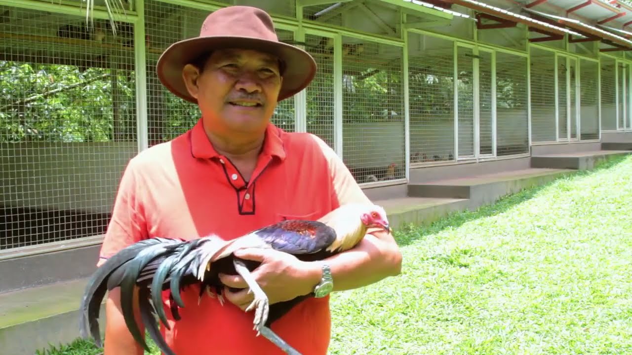 USAPANG BLOODLINE | REGULAR GREY | LANCEY DELA TORRE