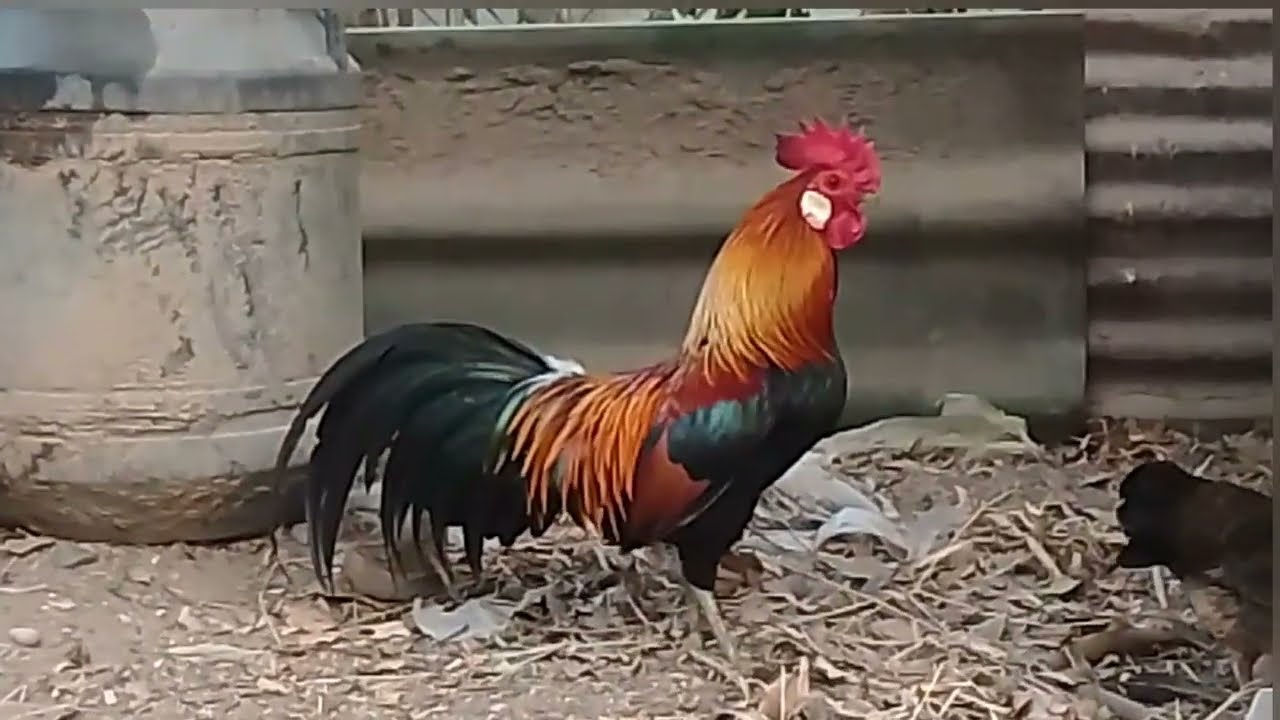 ໄກ່ຕໍ່ແດງຫູຂາວສຽງຂັນມ່ວນ