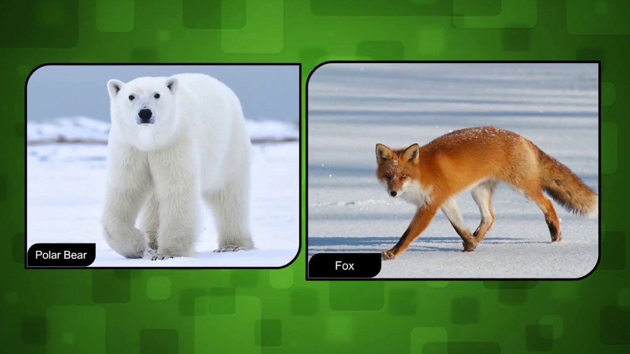 Terrestrial Animals - Science Class 4
