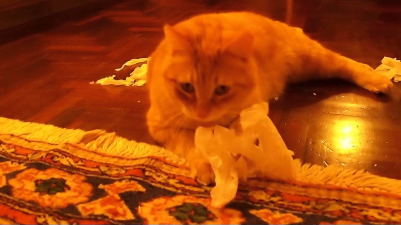 Garfield cucciolo