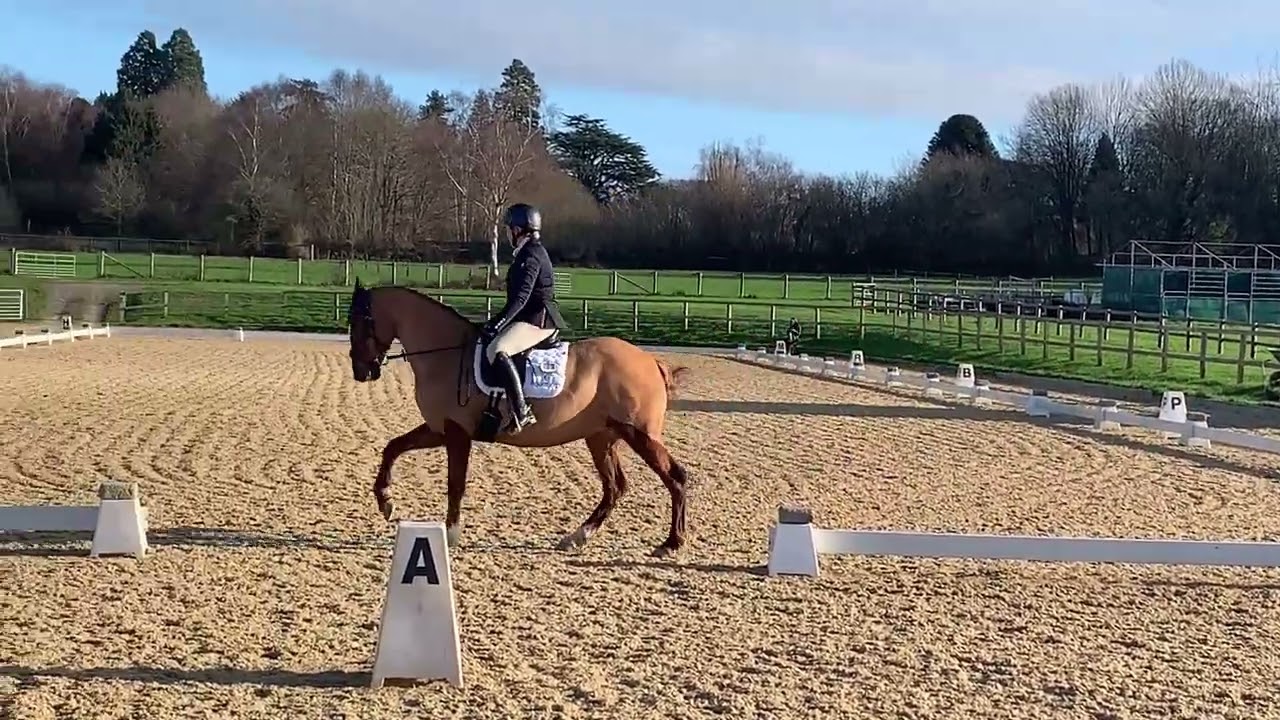 Sillan Clementine BD Elementary Test 5 2024 Felbridge Showground 30.12.25