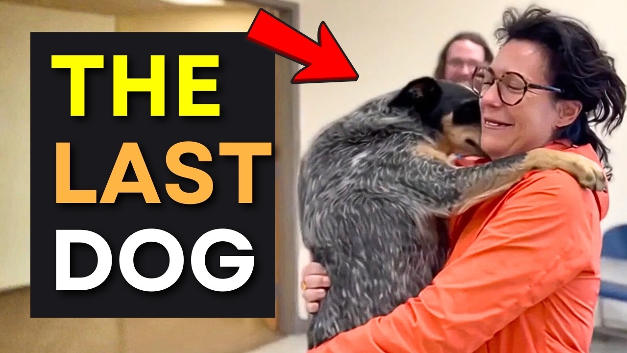 Every Dog Walked Past Everyone… Until This Moment  💖