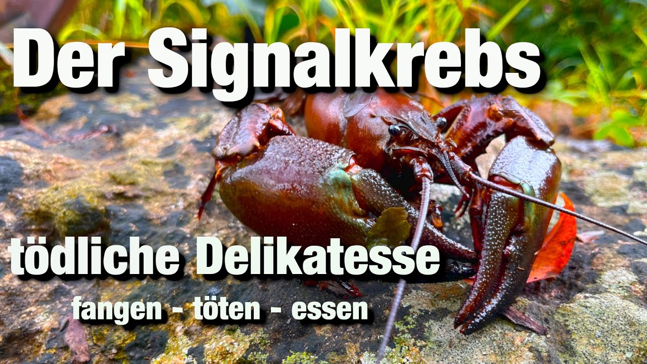 Signalkrebs fangen, töten, essen. invasive Art im Gewässer