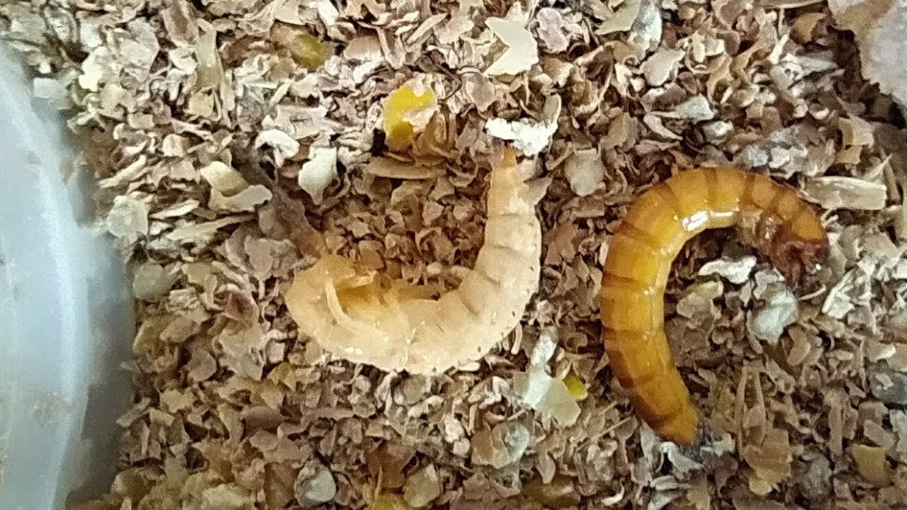 TENÉBRIOS - CUIDADOS, MANUTENÇÃO, FASE PUPA