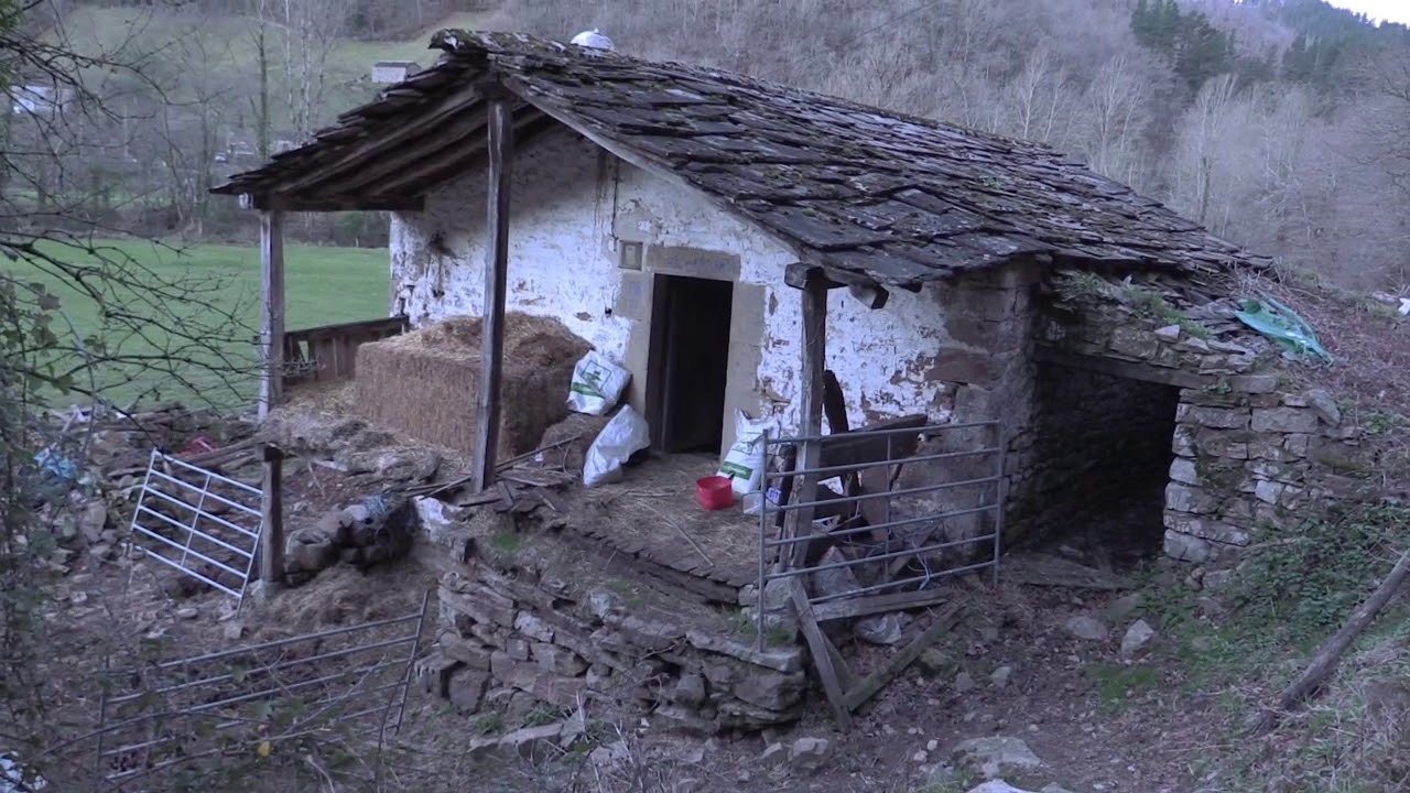 Ganaderos en su habitat |  FRISONAS EN BURNALON | 7.2.2020