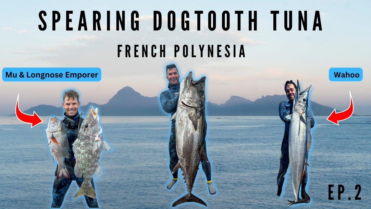 French Polynesia Spearfishing | Massive Dogtooth Tuna | Wahoo, Long Nose Emperor, & Coral Trout