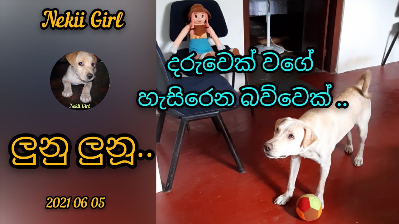 ලුනු ලුනූ..කාටද ඕනි ලුනූ...| @Nekiibaba | 2021 06 05