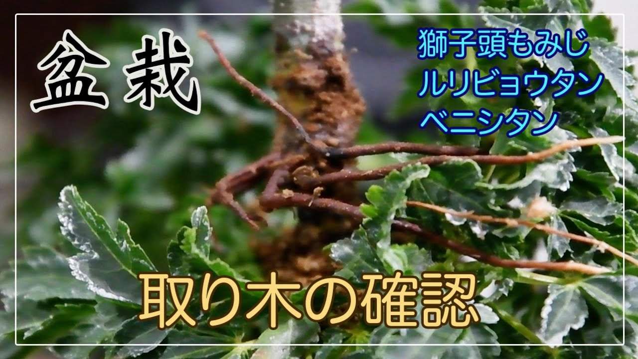 【盆栽】取り木の確認