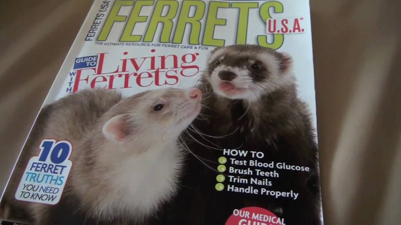 whisper 1: Flipping through a ferret magazine