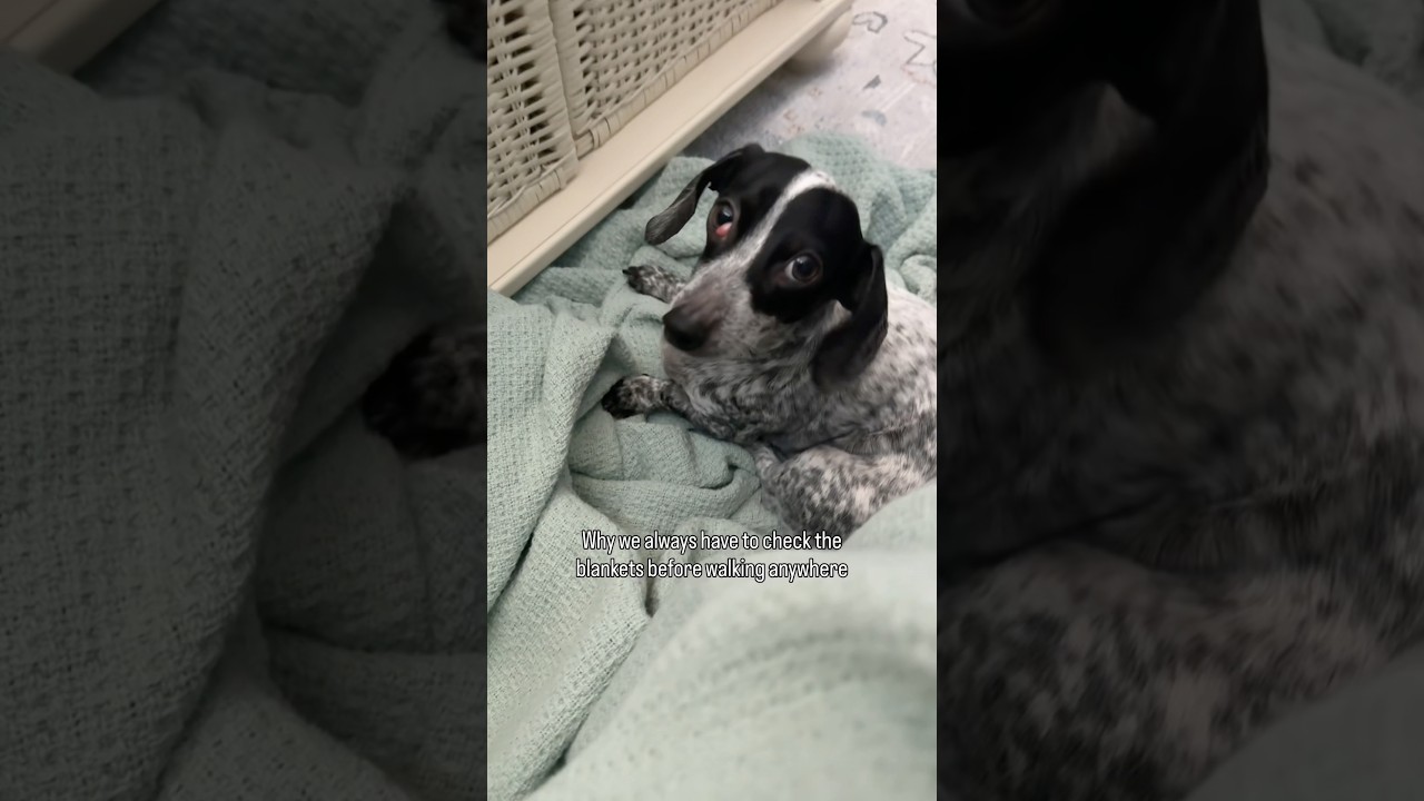 Like magic, a puppy suddenly appeared 🤣 #dog #dachshund #petparents #doggielife #puppygram