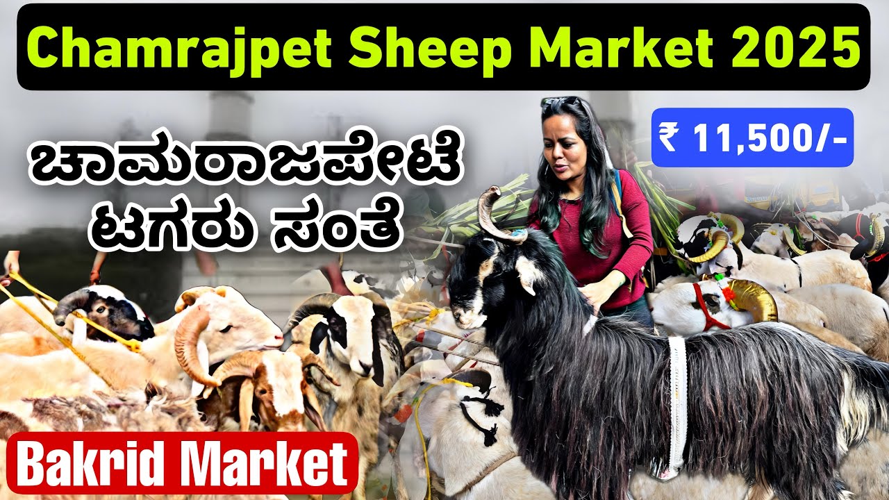 ಬಕ್ರೀದ್ ಕುರಿ ಸಂತೆ | Bangalore Chamrajpet Sheep Market 2025 | Bakrid Sheep Market 2025