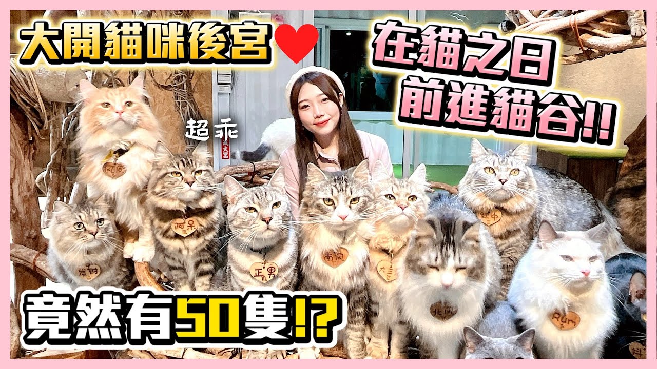 【新店貓谷】被50隻貓咪環繞！超療癒的寵物餐廳🐱❤｜貓之日