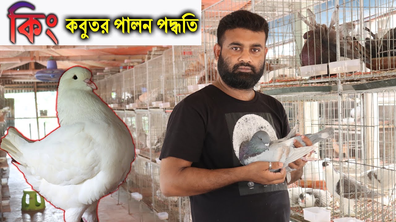 হাই কোয়ালিটি বিদেশি কিং কবুতর পালনে ভাগ্যবদল নরসিংদীর উজ্জ্বল ।Fancy Pigon Farming