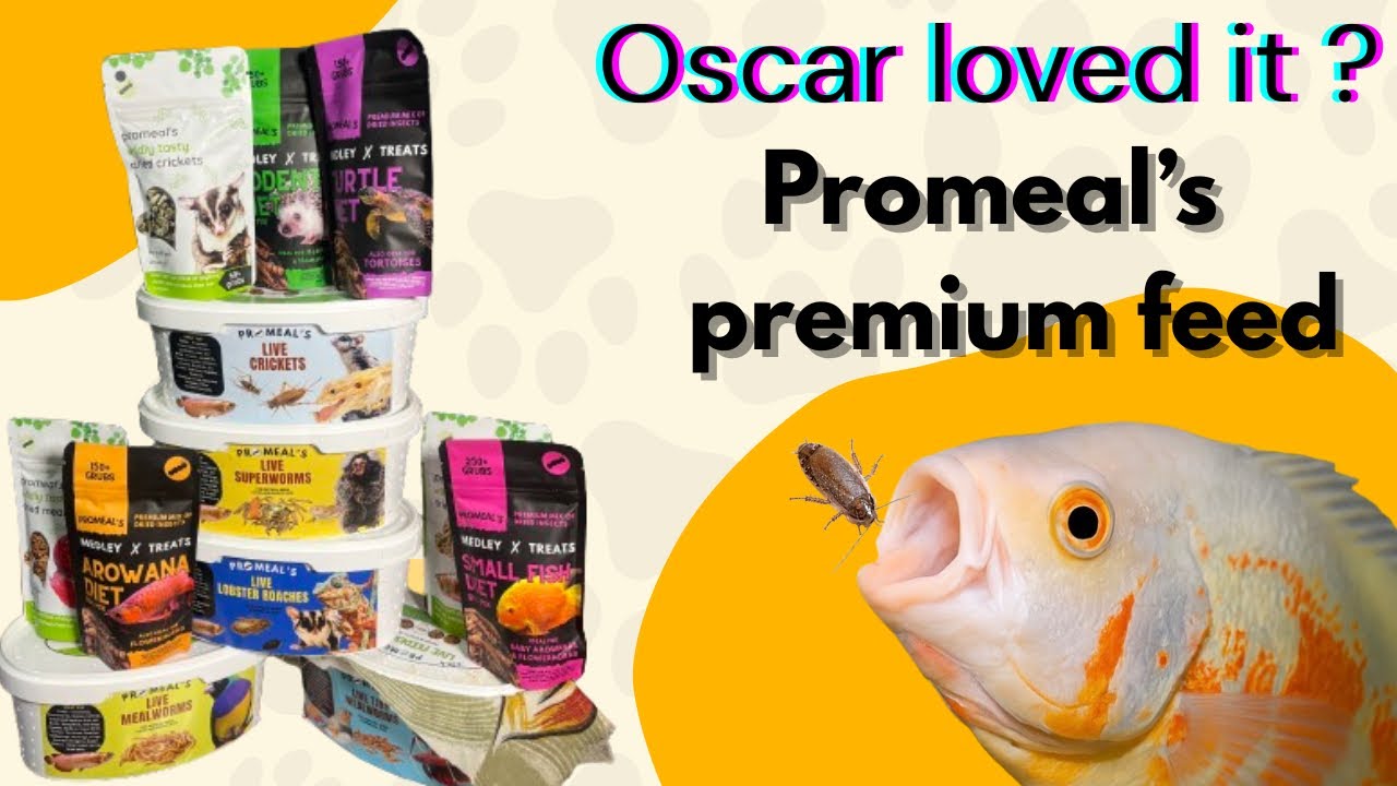 Oscar Fish Tried PROMEAL for the First Time! | LIVE insects food for OSCAR ￼