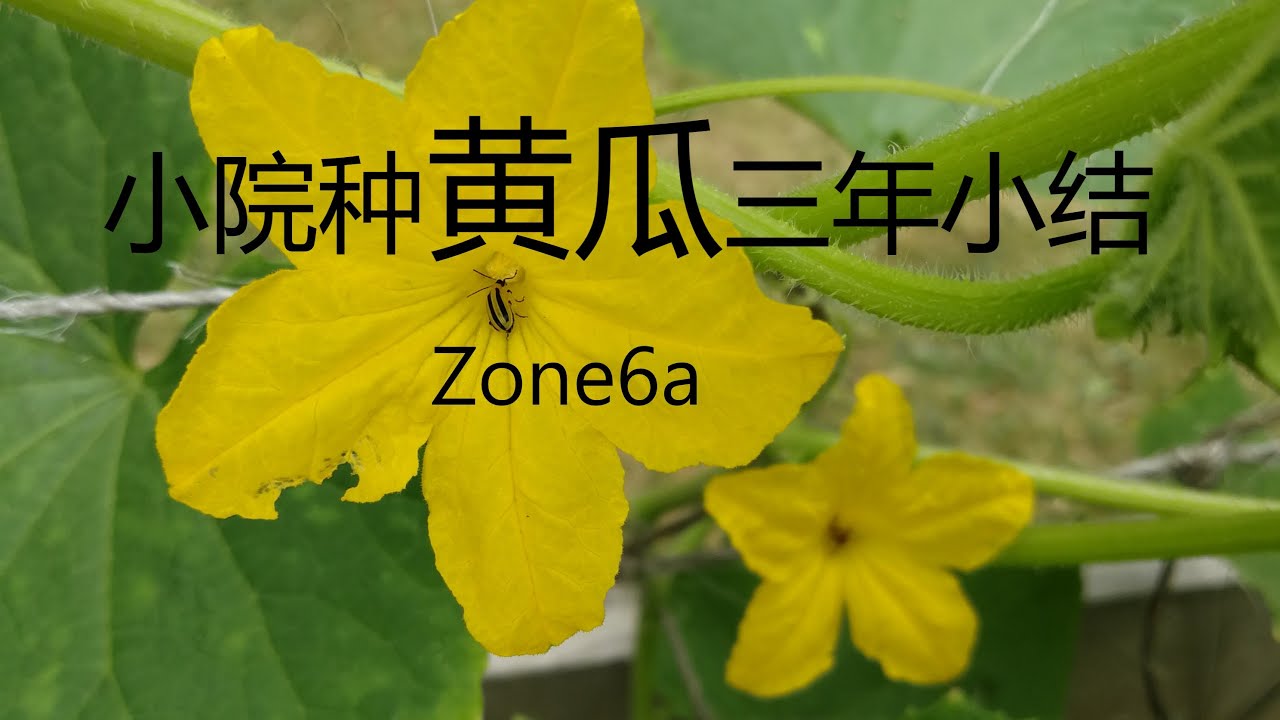 在北美5b,6a区的小院子里种黄瓜三年，终于把种植时间，方式和品种都摸好了 #2022年小菜地总结之（三）黄瓜