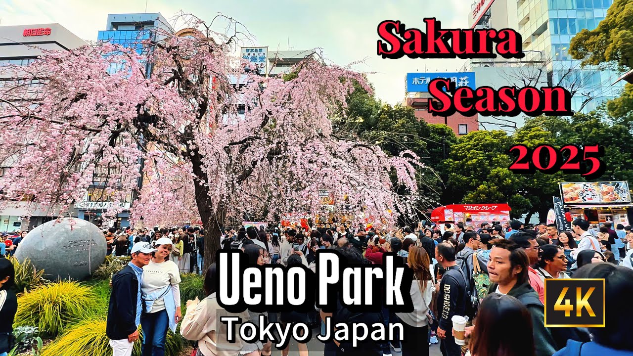 Tokyo Ueno Park in Sakura Season Inspiring Spring Walk - 4K  2025