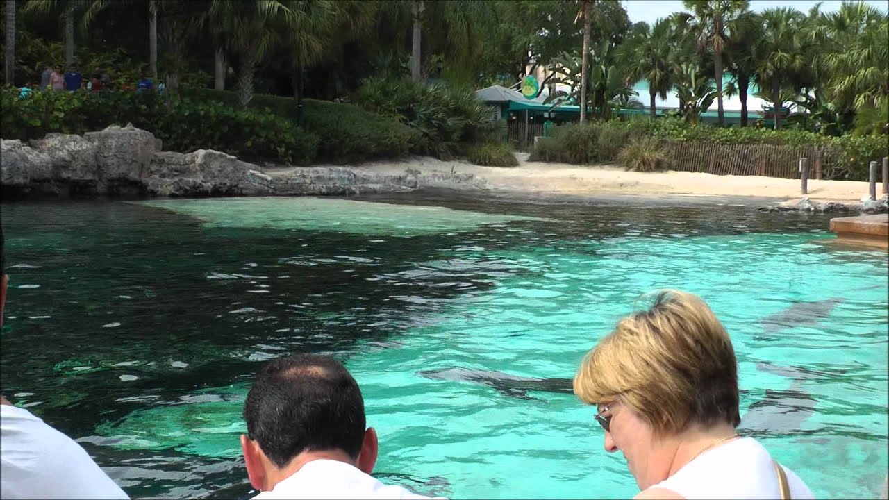 Dolphin Cove, SeaWorld Orlando HD (1080p)