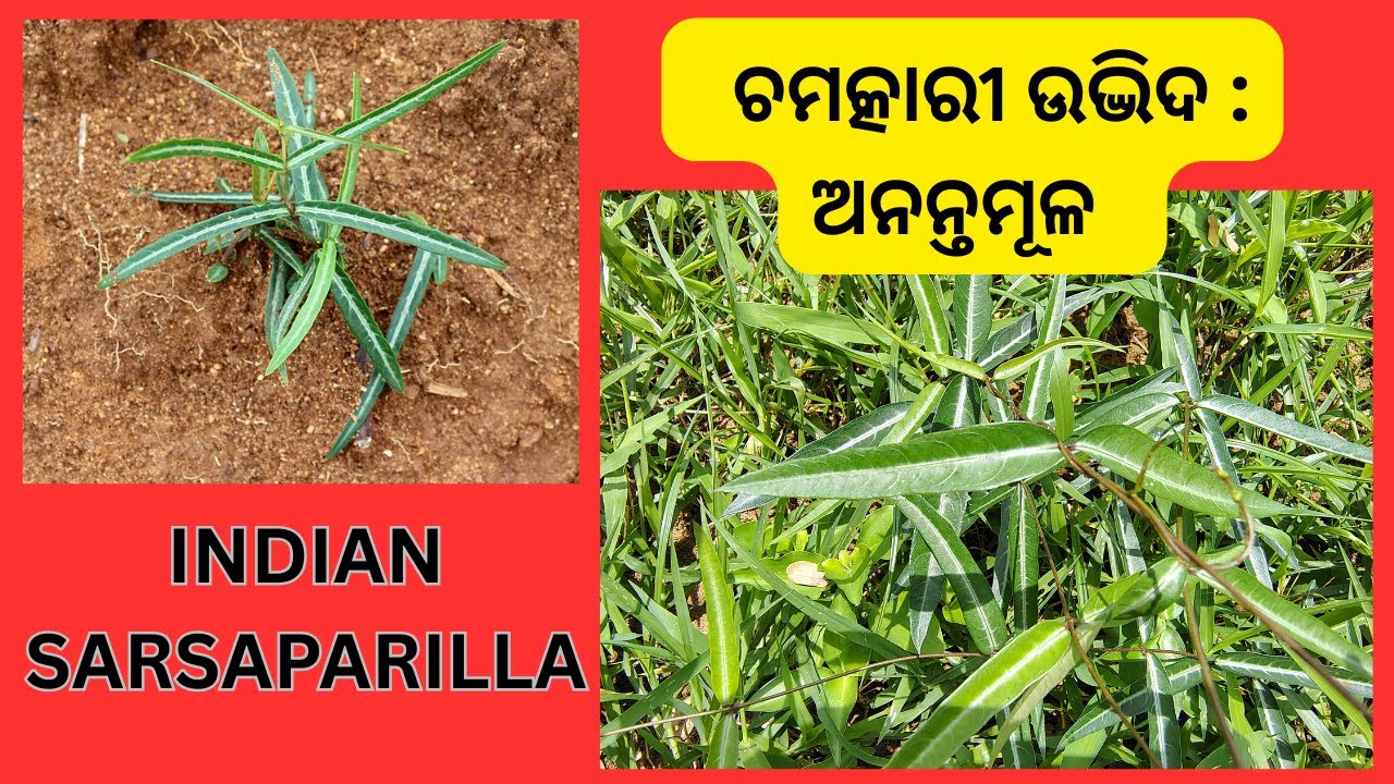 ଚମତ୍କାରୀ ଉଦ୍ଭିଦ : ଅନନ୍ତମୂଳ || Indian Sarsaparilla Benefits ||  ସାରିବା