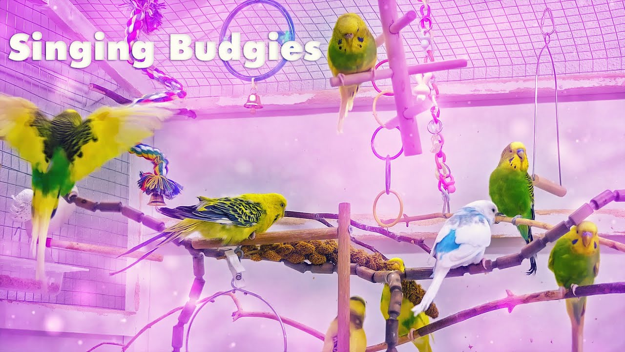 Budgie Noises while eating a Millet