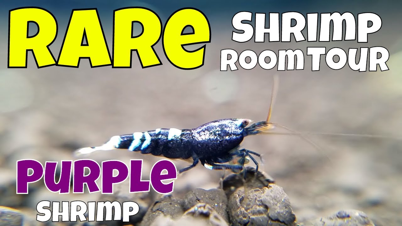 Check Out What We have Stocking our 96 Aquarium Fish Room - Some Really Rare Shrimp