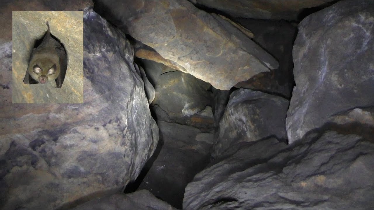 Höhlentour Bahratal / Feuerbüchse, Bahrataler Stiegenkammer, Karzer u. Fledermäuse /Sächs. Schweiz