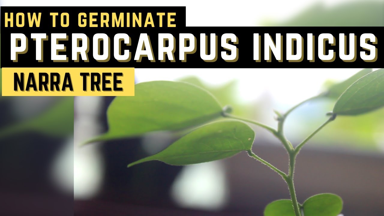 How To Germinate Pterocarpus Indicus | Narra Tree | PH