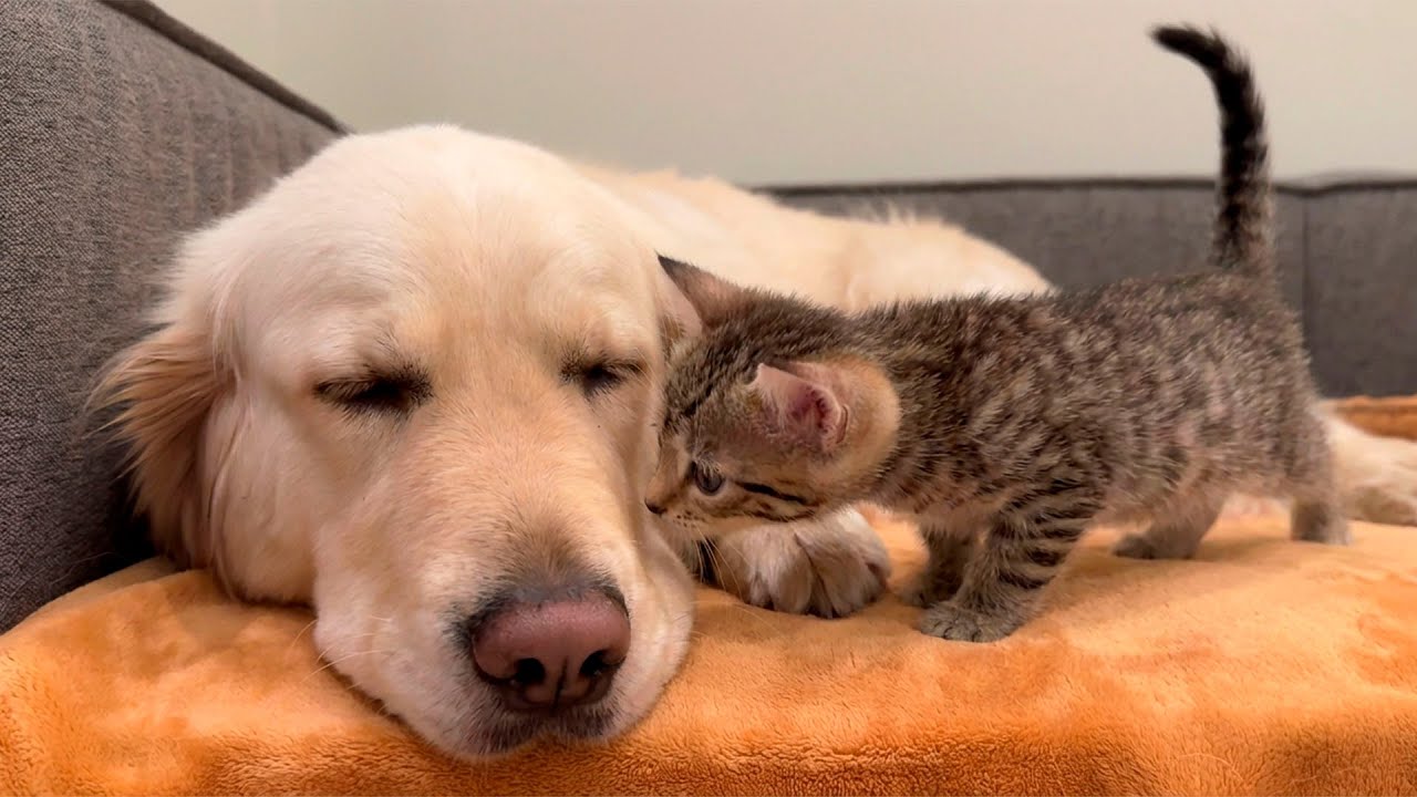 What a Playful Kitten Does When He Spots a Sleeping Golden Retriever