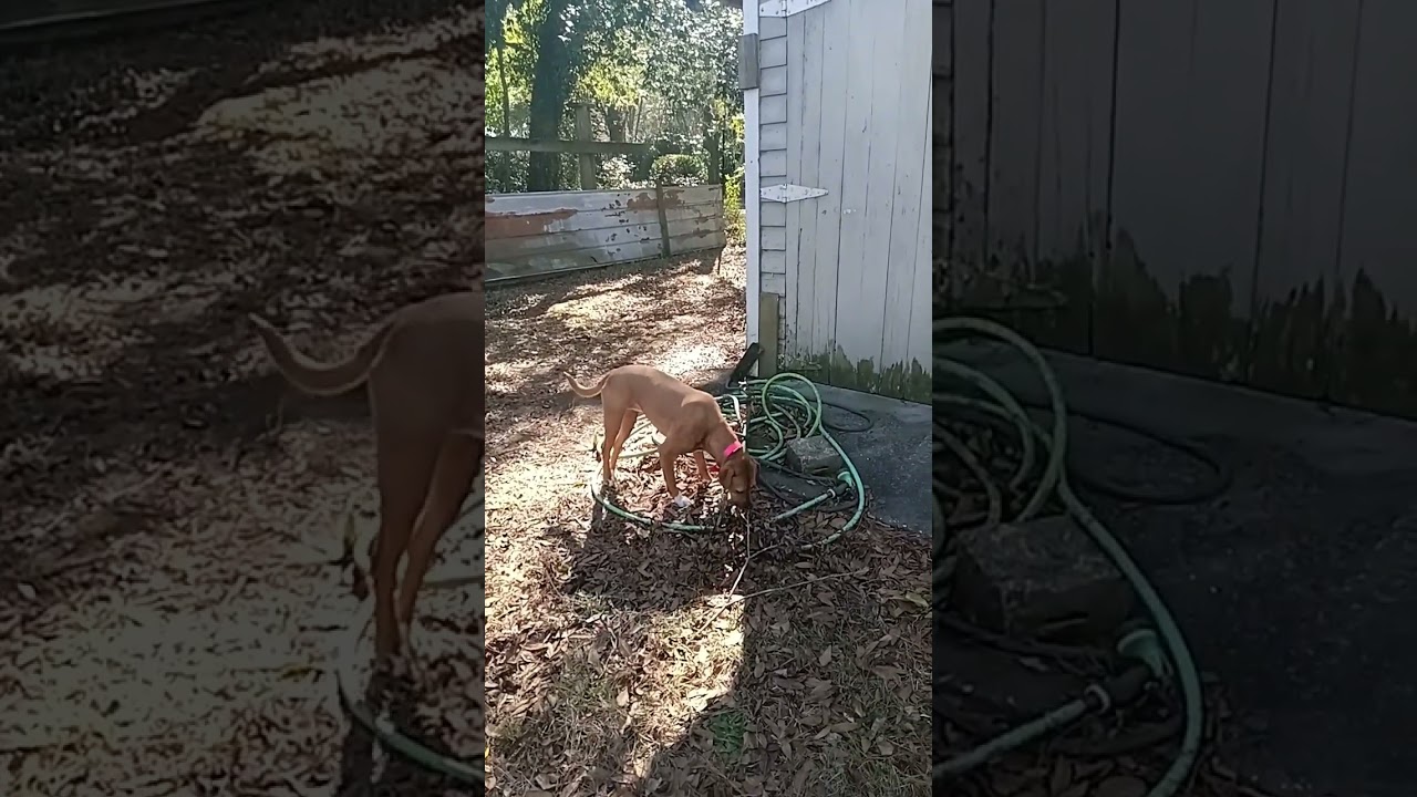 Как работает страхование без вины и 🐕