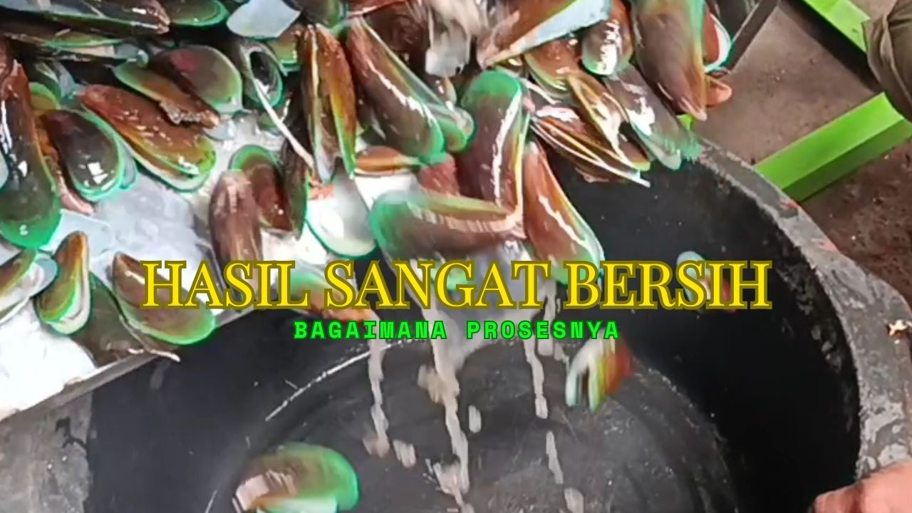 MESIN PENCUCI KULIT KERANG - HASIL PENCUCIAN SANGAT BERSIH