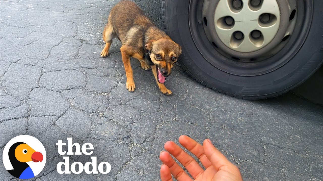 Stray Dog Runs Up To Woman And Asks Her To Save Her | The Dodo