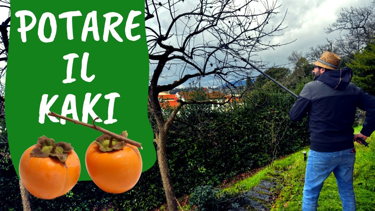 POTARE il KAKI: come e quando fare la potatura del cachi