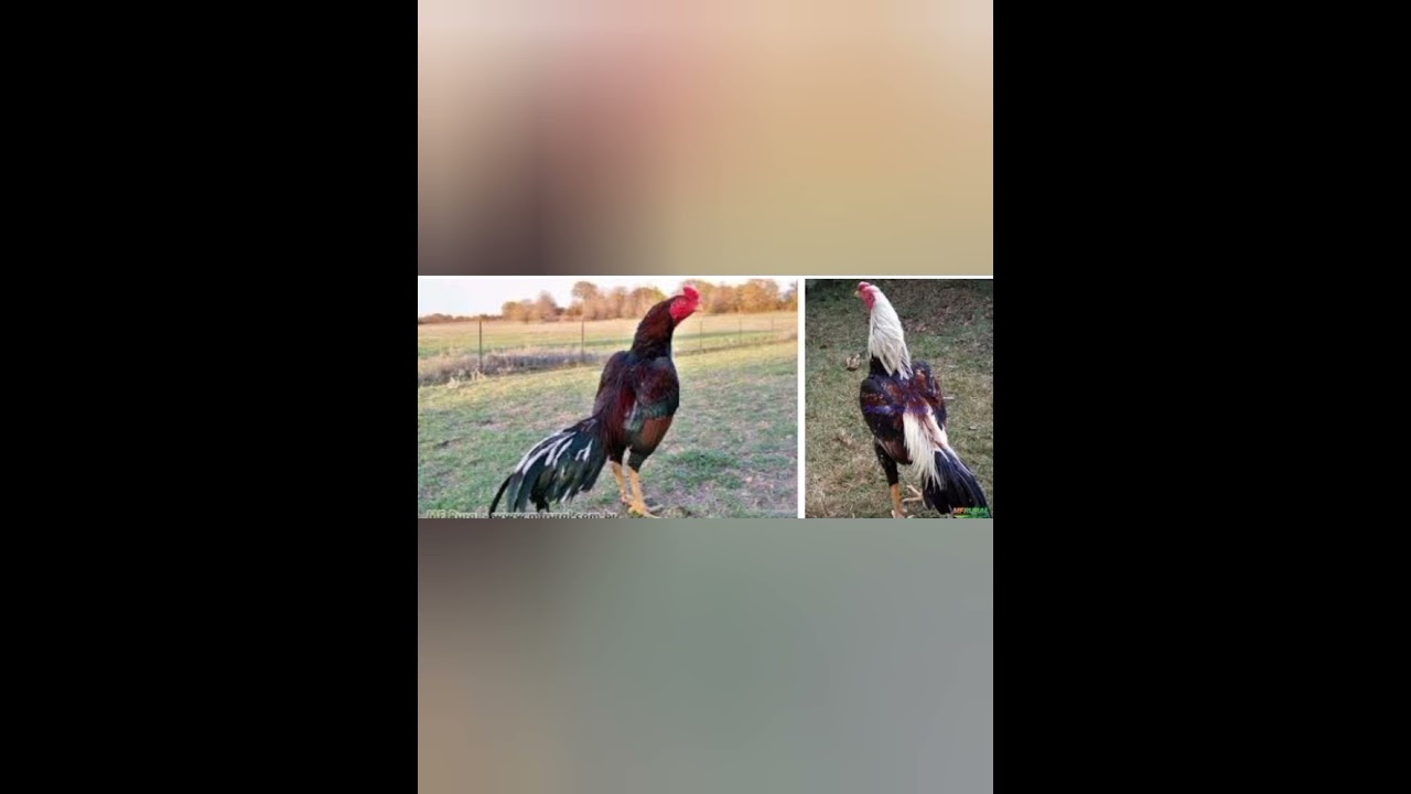 na real o que é um galo frenteiro