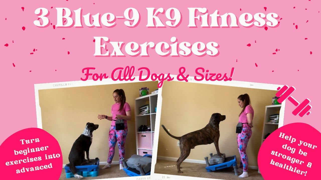 3 K9 Fitness Exercises With Blue 9 KLIMB and Propel Air Platform