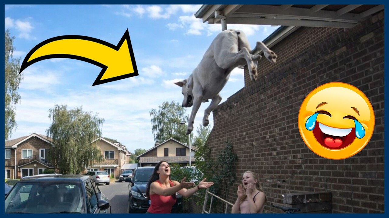 Best Dogs Funny Moments Compilation | 2026