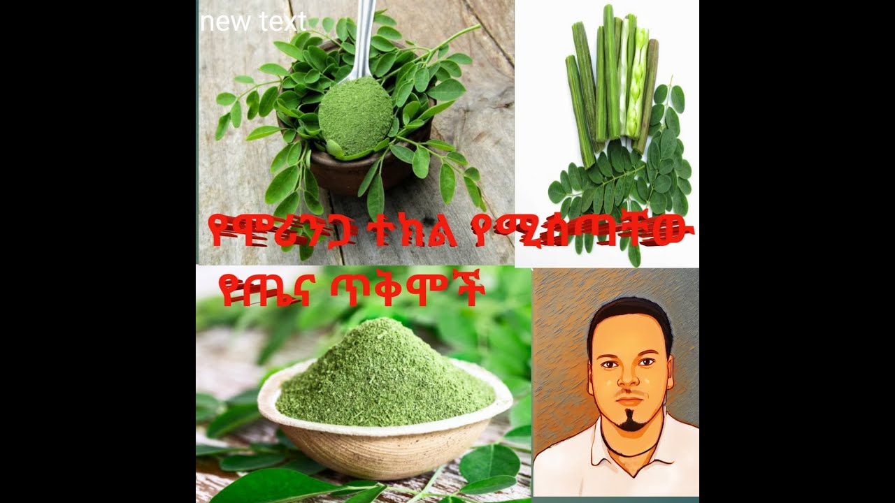 የሞሪንጋ ተክል የጤና ጥቅሞች