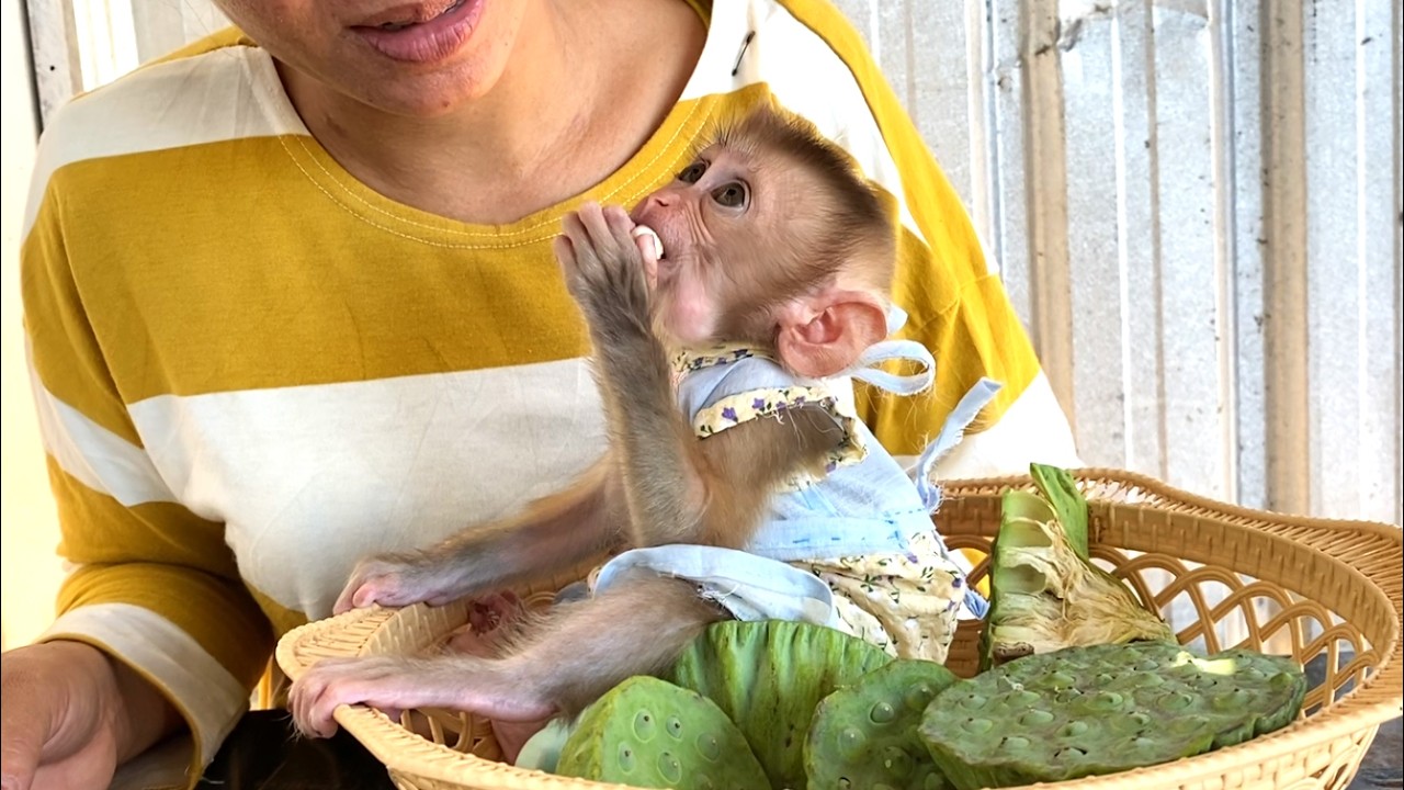 So happy!!Little princess LIORA sits in a basket, happily eating delicious lotus seeds with her mom