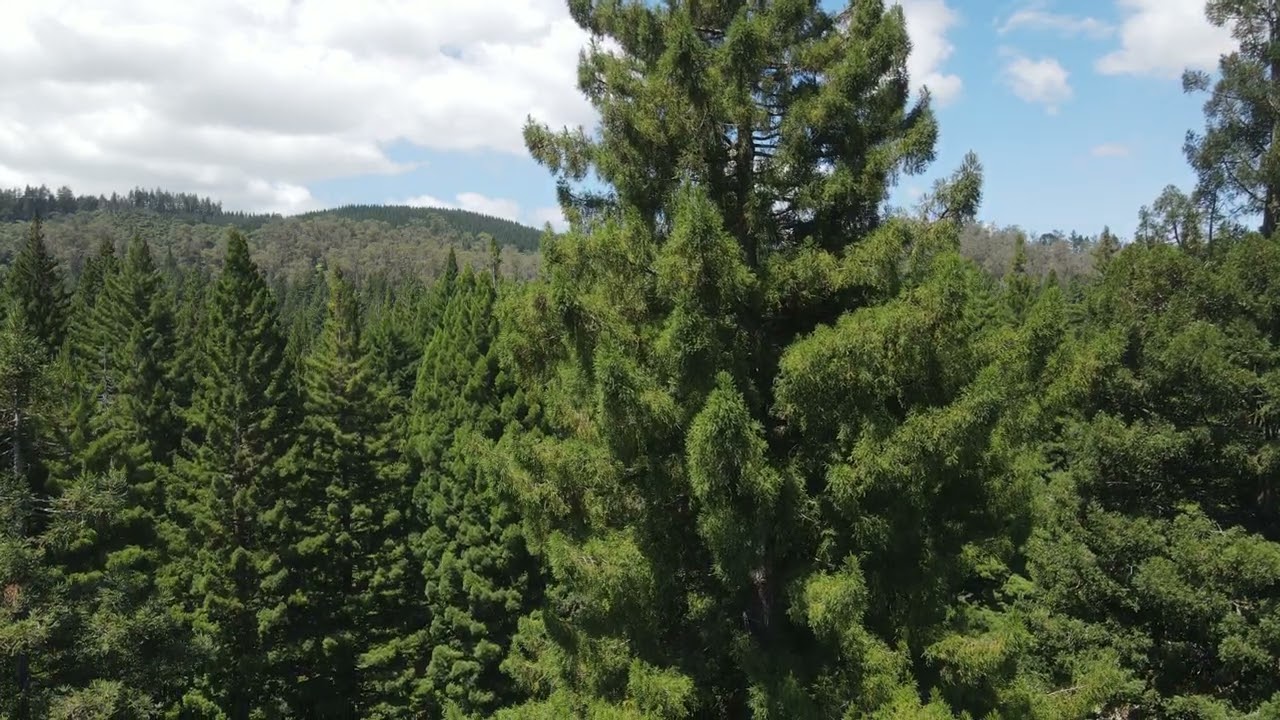Redwoods of Rotorua Drone Views, no sound!