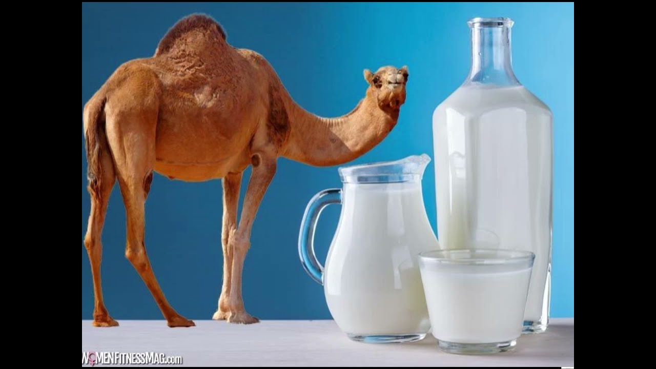 Camel Milk# 🐪🐪حليب الابل 💰🔥