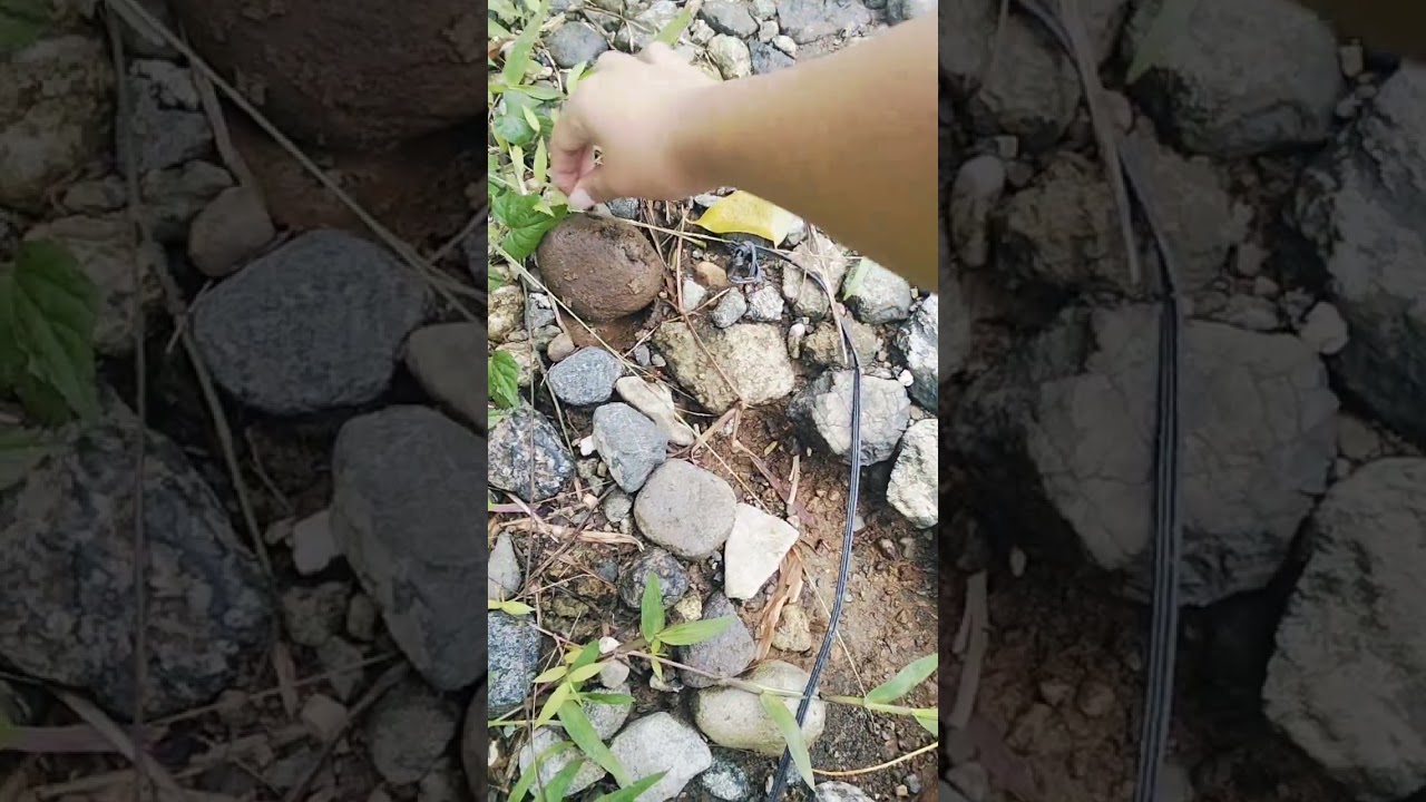 Collecting rocks for our garden 