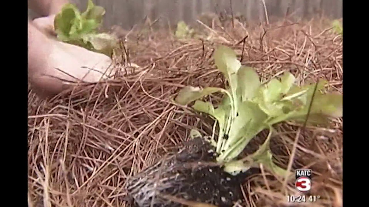 Public Food Forest in Lafayette, LA | Edible Landscape | Interview on KATC with Urban Naturalist
