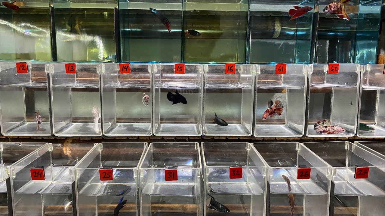 Ubhe ys sedang live sekarang!