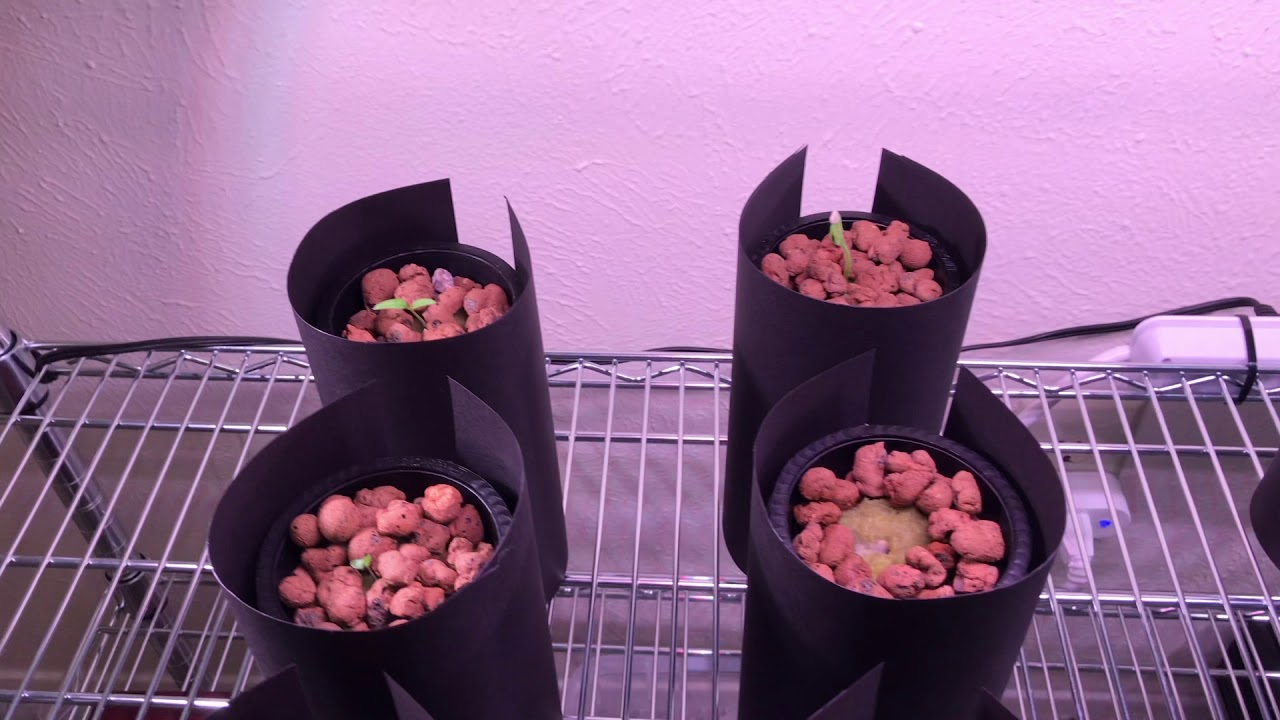 Week 1 Update of Kratzy Herbs and Vegetables