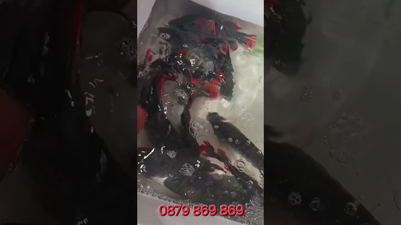 Hồng Kỳ phát tài về tiếp phuc vu anh em clip ngay 10/3/2025 #caphattai #trifish #hongkyphattai