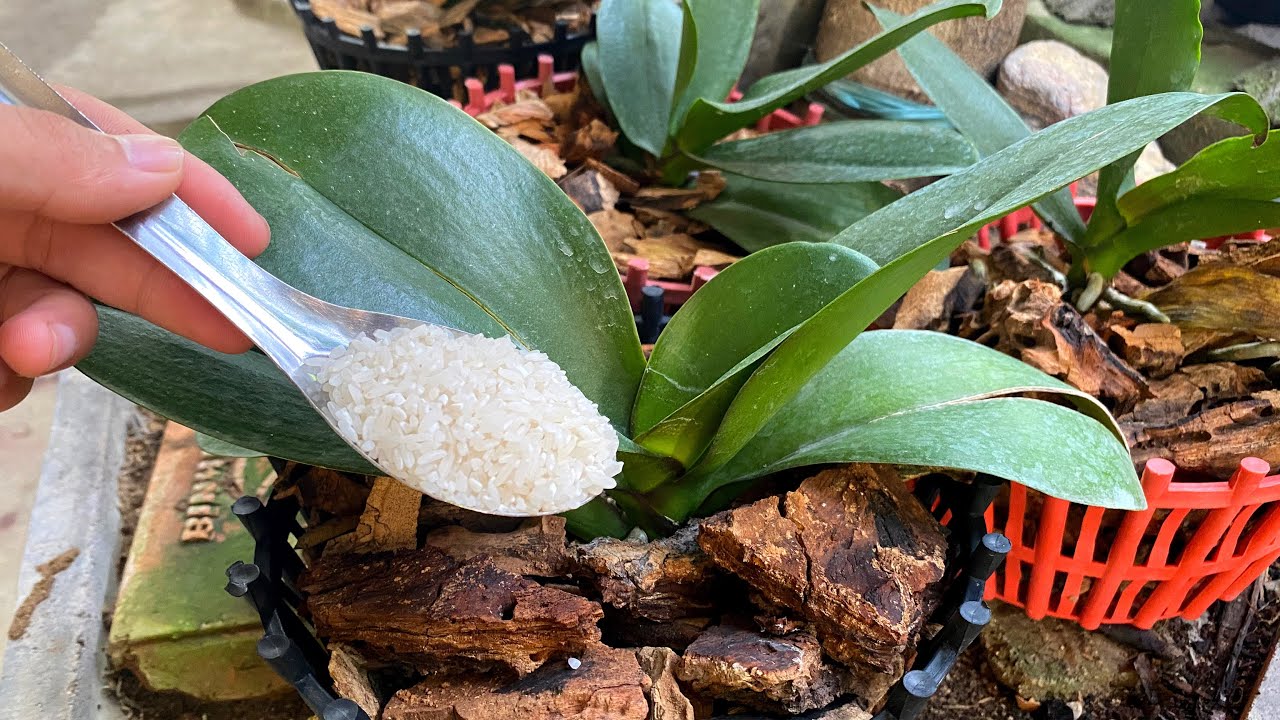 Nutrients for orchids help stems, leaves, roots develop, flowers bloom all 4 seasons