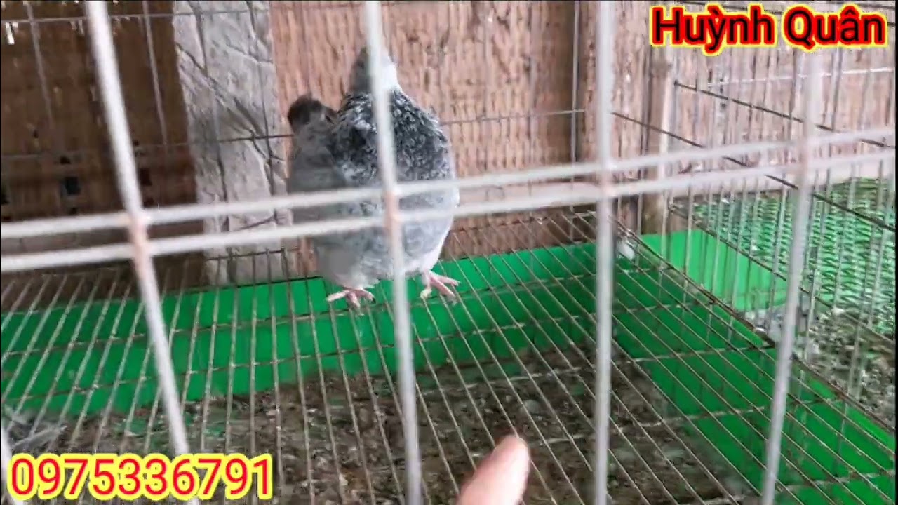 HQ | VIDEO cuối cùng của năm 2025 | HUỲNH QUÂN | 
