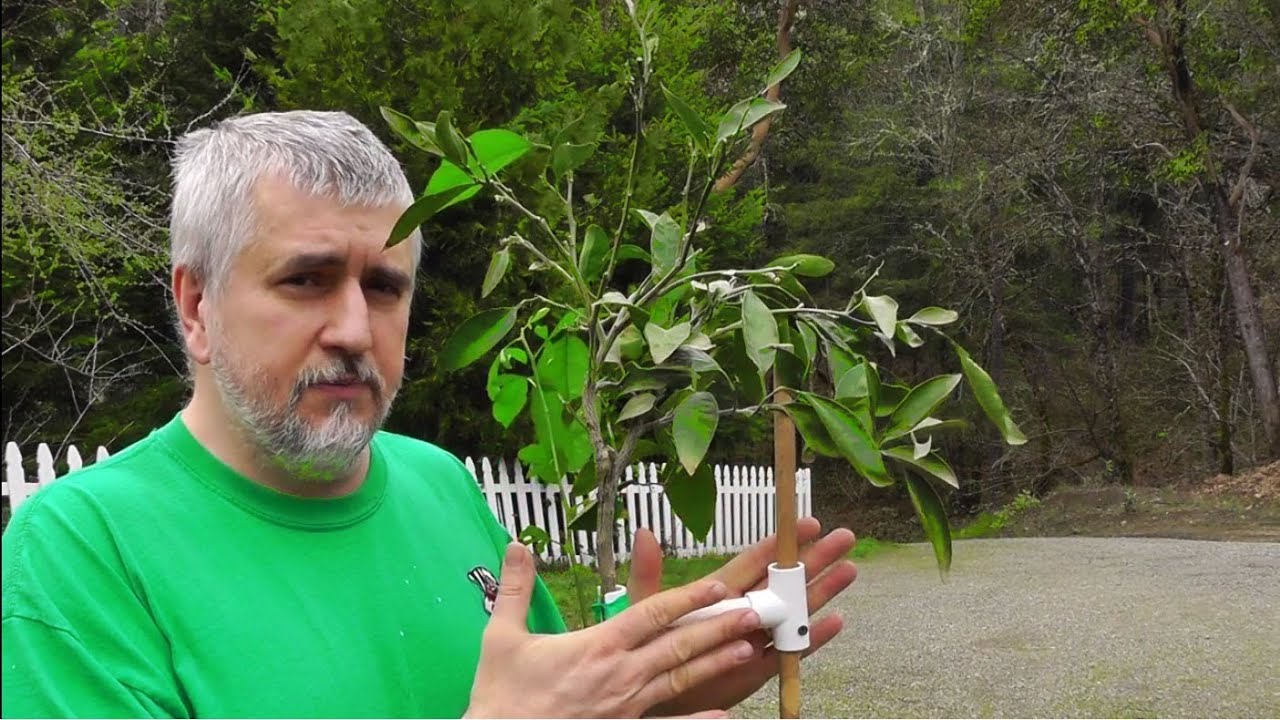 Identifying Rootstock Suckers On Mandarin Orange Tree