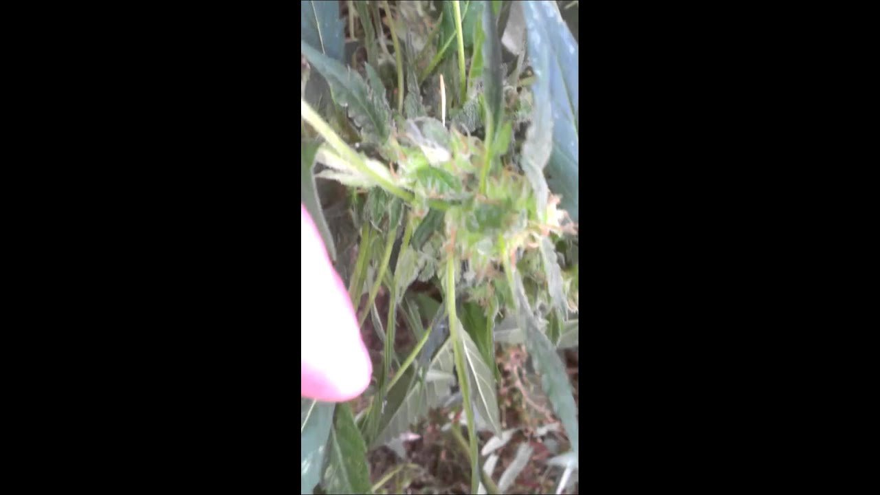 Colorado mmj blueberry Kush
