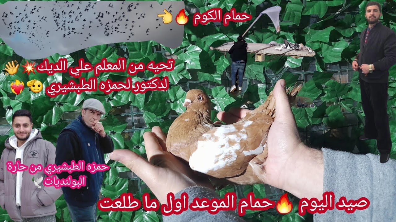 صيد اليوم 🔥مزهور اصفر من حمام الكوم 🫡وتحيه من الصياد علي الديك لدكتور حمزه الطبشيري من حارة بولنديات