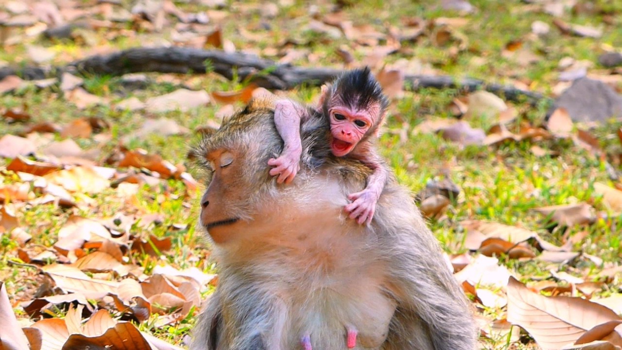 ...SO CUTE MONKEY...!