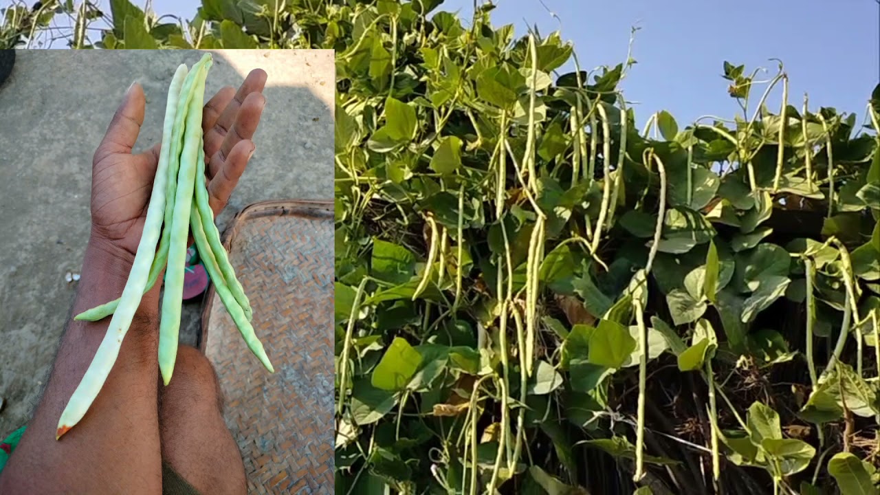 ચોળીની ખેતી / chali ki kheti